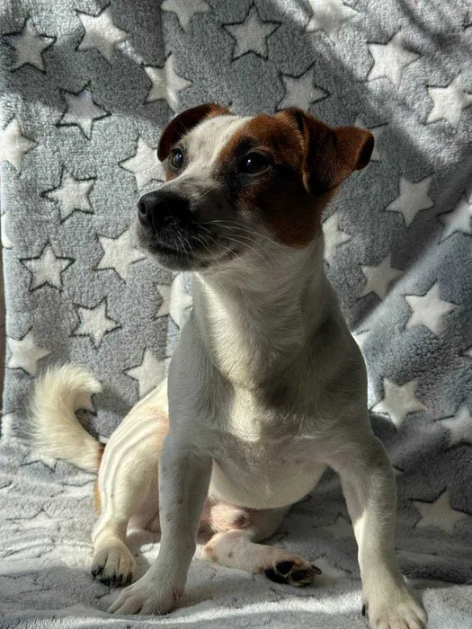 Продам Джек Рассел терьера