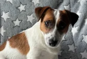 Продам Джек Рассел терьера