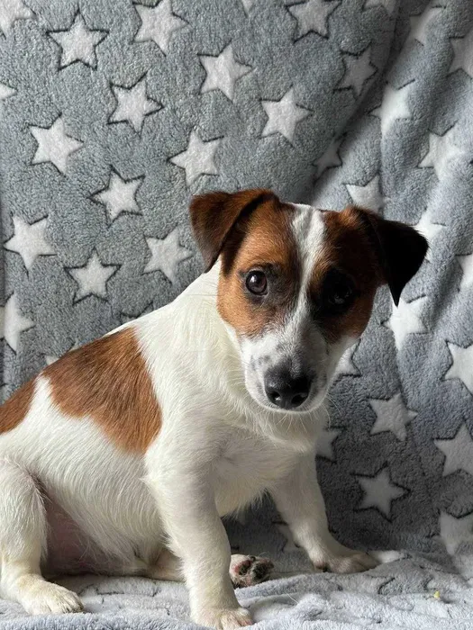 Продам Джек Рассел терьера