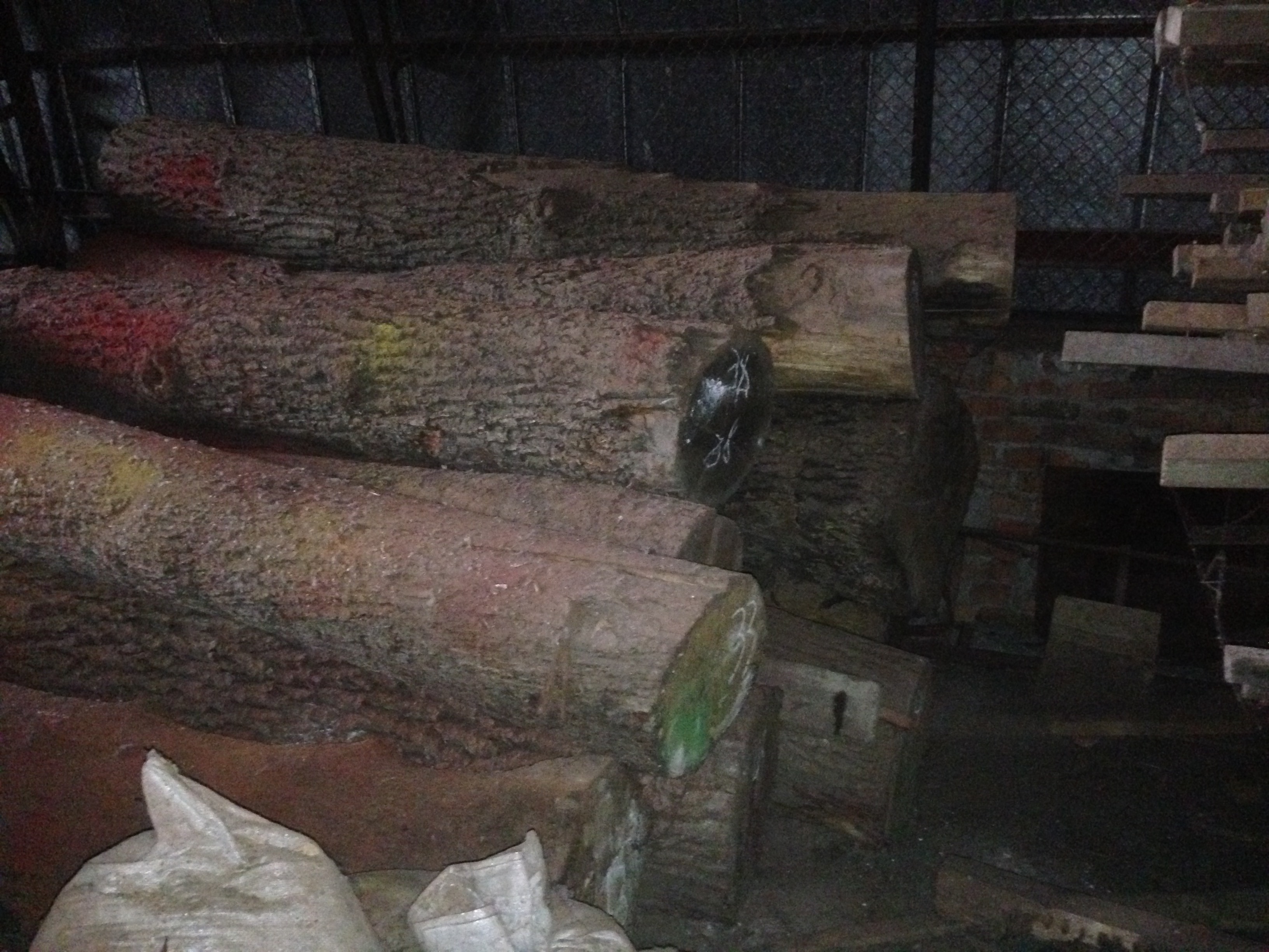 Дуб кругляк