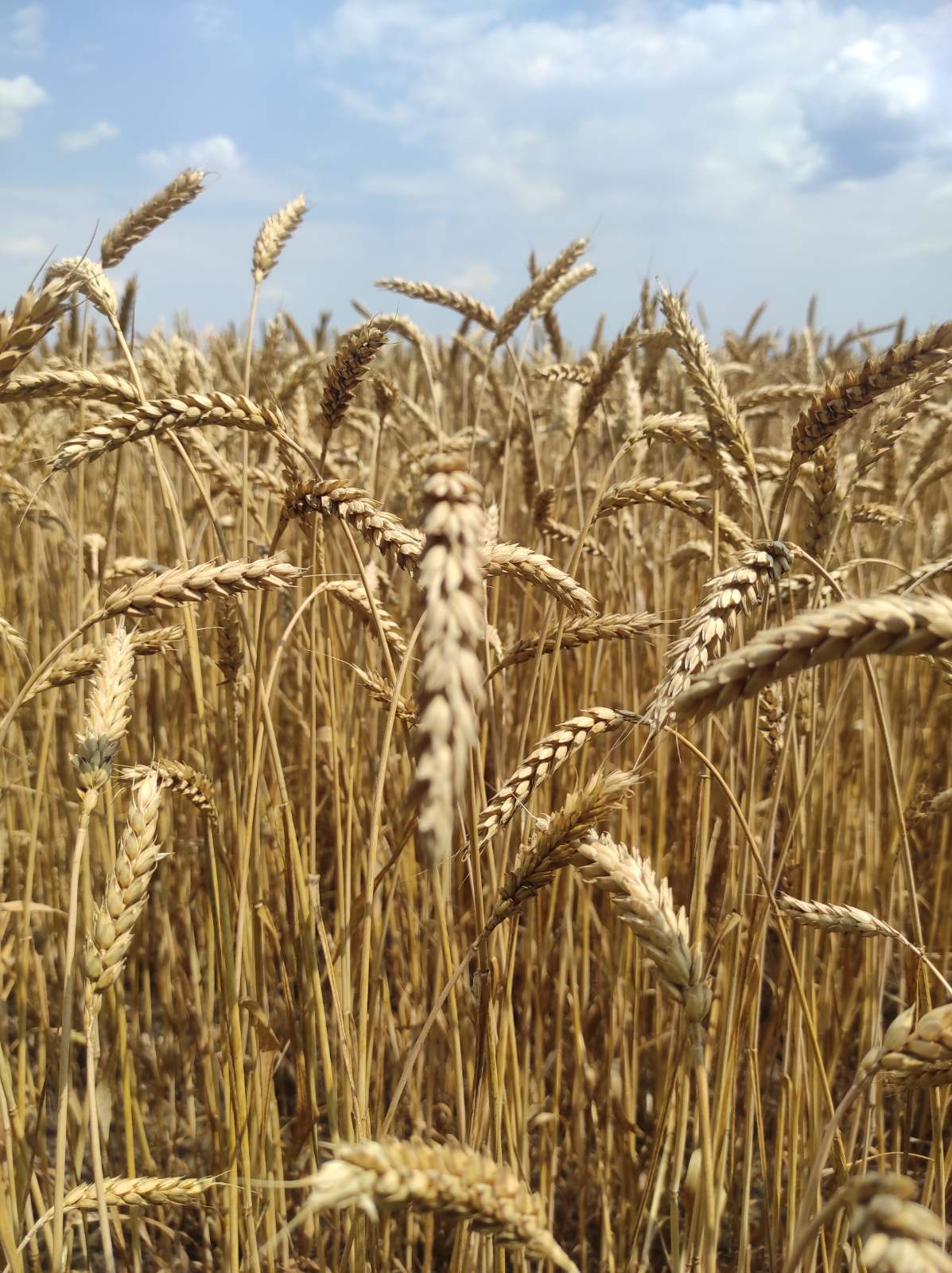 озима пшеница Благодарка ,Шестопаловка, Богдана