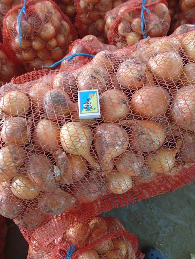 Свіжа цибуля власного врожаю