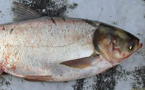 Куплю товстолоб по Україні. Гурт.