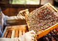 Вулики з пінополістиролу: сучасний вибір для ефективної пасіки
