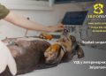 Ультразвукова діагностика тварин: коли обстеження дає точну відповідь