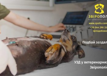 Ультразвукова діагностика тварин: коли обстеження дає точну відповідь