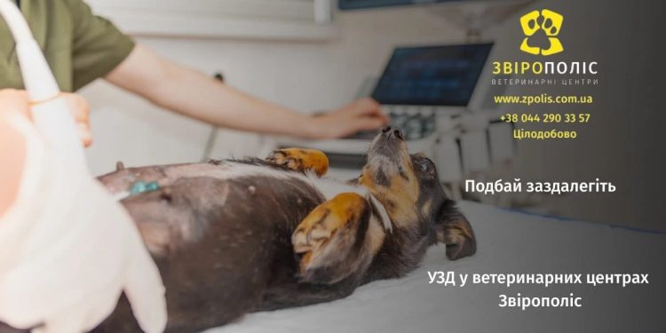 Ультразвукова діагностика тварин: коли обстеження дає точну відповідь