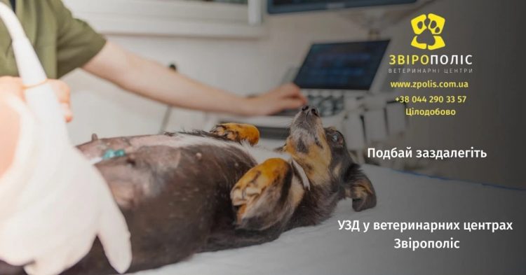 Ультразвукова діагностика тварин: коли обстеження дає точну відповідь