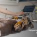 Ультразвукова діагностика тварин: коли обстеження дає точну відповідь